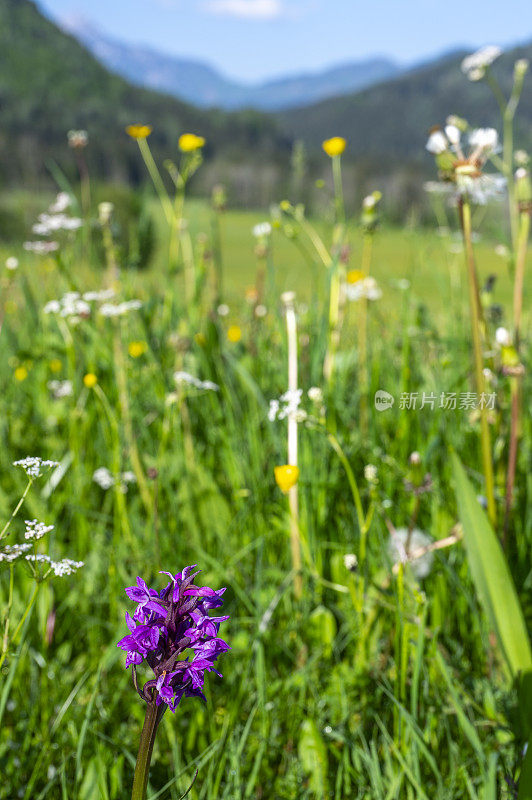 在一个美丽的春日里，斯洛文尼亚Zgornje Jezersko山谷草地上的阔叶沼泽兰花